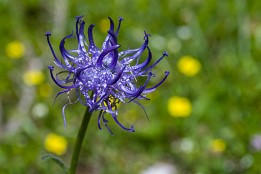 Bild_2014-40 Kugelige Teufelskralle