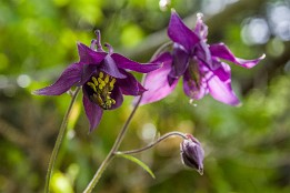Bild_2014-41 Schwarzviolette Akelei - vor dem Höllental