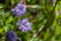 Garmisch-14 Berg-Sandglöckchen