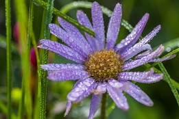 Garmisch-25 Alpenaster (Riffelrissweg unterhalb der Zugspitze)