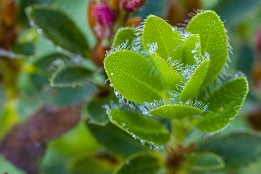 Garmisch-26 Junger Trieb einer Alpenrose (Riffelrissweg)