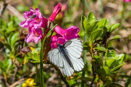 Garmisch-27 Alpenrose mit Besucher. Sobald die Sonne den Boden bescheint, entfalten sich die Blüten und unzählige Schmetterlinge und viele andere Insekten tummeln sich.