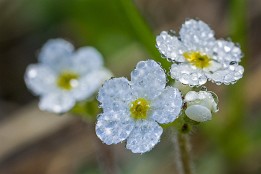 Garmisch-30 Morgentau