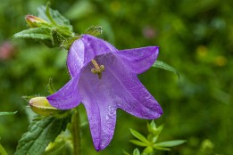 Garmisch-8 eine der Glockenblumenarten - nahe am Eibsee