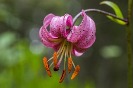 Garmisch-9 Türkenbund (Liliengewächs) vor dem Höllental, Deutschland