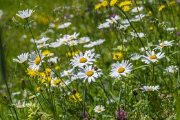 Oberstdorf-11 Alp-Wiese im Kleinwalsertal