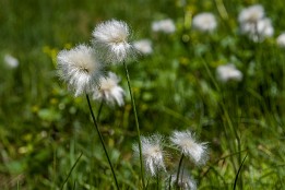 Oberstdorf-12 Wollgras (unterhalb des Hohen Ifen)