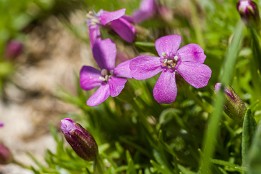 Oberstdorf-13 Stängelloses Leimkraut (nahe des Hohen Ifen)