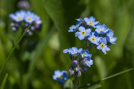 Oberstdorf-14 Alpen-Vergissmeinnicht