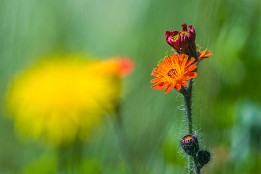 Oberstdorf-2 Orangerotes Habichtskraut