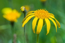 Oberstdorf-3 Arnika (bei Oberstdorf)