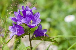 Oberstdorf-6 Glockenblume