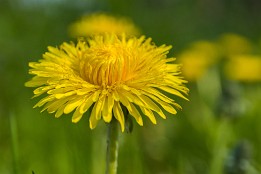 Bild_2011-1 Einfach nur Löwenzahn.