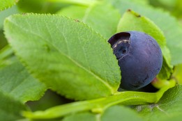 Bild_2015-25 Klein - wilde Blaubeere