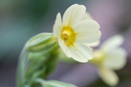 Himmelschlüssel Schlüsselblume (April)