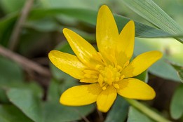 Scharbockskraut Scharbockskraut (April)