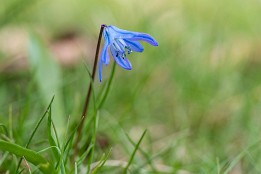 Blaustern Blaustern (März-April)