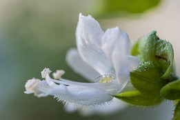 Basilikum-1 Basilikum mit ungebetener Blattlaus.