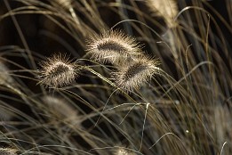 Bild_x-6 Herbst in Pillnitz