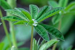 Fruehlingsgarten-1 Tropfen