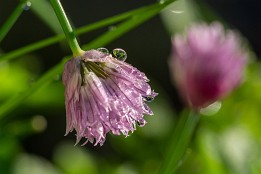 Fruehlingsgarten-3 Schnittlauch