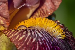 Fruehlingsgarten-5 Schwertlilie