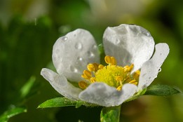 Fruehlingsgarten-6 Erfbeerblüte