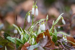 Website-20 Im Januar im Rosengarten Dresden.