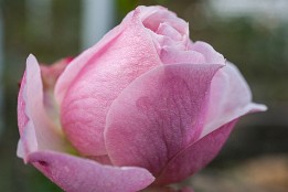 Website-6 Winterrose im Januar (Rosengarten Dresden)