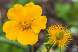 Bild_2010-24 Im Staudengarten am Königsufer Dresden.