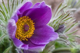 Bild_2012-1 Kuhschelle, im Staudengarten am Königsufer Dresden