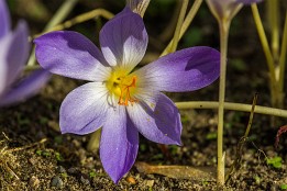 Bilder2016-66 Herbstzeitlose (Schloss Albrechtsberg)