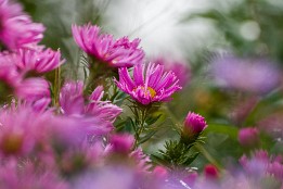 Bilder2017-146 Herbstblüten (Belvedere Schloss Albrechtsberg)