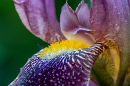 Fruehlingsgarten-2 Schwertlilie