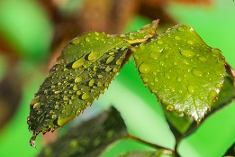 Fruehlingsgarten-4 Rosenblätter nach dem Regen