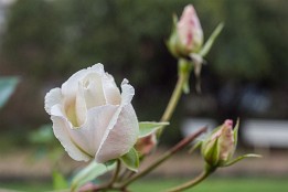 Website-5 Winterrose - im Januar (Rosengarten Dresden)