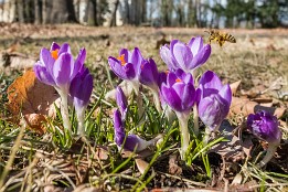 Website-56 Frühling in Pirna Sonnenstein