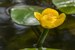 Bilder2017-106 Gelbe Teichrose