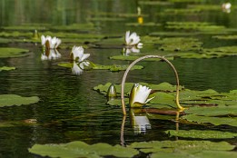 Bilder2017-114 Naturrahmung