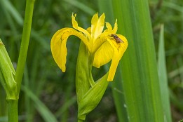 Bilder2017-72 Wasserlilie mit Gast