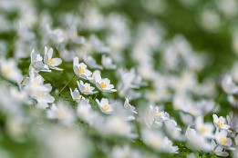 Bilder2017-50 Im Seifersdorfer Tal Ende März.