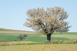 Fruehlingsbaum-1 Stiller Platz