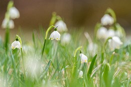 Polenztal-4 Im Polenztal Ende März.