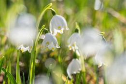 Polenztal-8 Im Gegenlicht.
