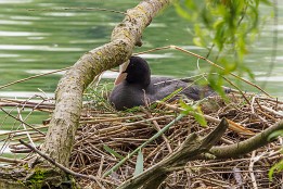 Bodensee-16 Blessralle