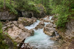 Alpen_Juni_2020-17 Im Zauberwald.