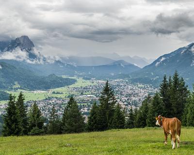 Wank Glückliche Kuh (Blick über Garmisch vom Aufstieg zum Wank)