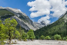 Mittenwald-13 Ahronbäume müssen teils viel aushalten, wie hier die Geröll-Lawinen.