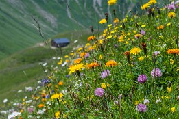 Oberstdorf-18 Blumenwiese auf 2000m Höhe nahe dem Seekopf beim Widderstein