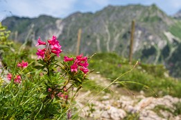 Oberstdorf-19 Alpenrose am Weg bei der oberen Lugenalpe, zwischen Oytal und Dietersbachtal